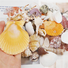 Multi style seashells d'occasion  Expédié en Belgium