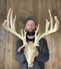 Weathered real whitetail for sale  Port Matilda