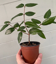 Rare grafted plinia for sale  Casselberry