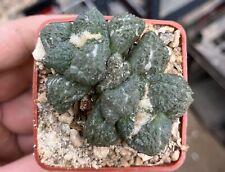 Ariocarpus hybrid twinhead gebraucht kaufen  Storkow