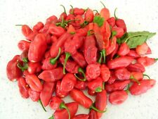 Naga chilli seeds for sale  CALDICOT