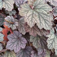 Coral Bells- Heuchera- Americana- 50 Seeds- BOGO 50% off SALE for sale  Shipping to South Africa