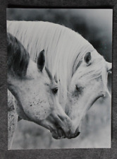 Postkarte araber pferd gebraucht kaufen  Limburg