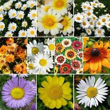 Daisy crazy flower for sale  Sevierville