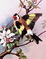 Goldfinch blossom tree. for sale  NELSON