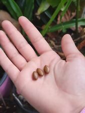 Miracle fruit seeds for sale  Opa Locka