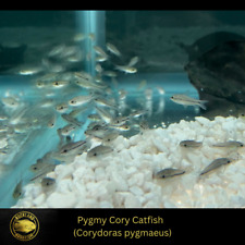 Pygmy cory catfish for sale  Nanuet