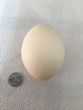 Blown egg shell for sale  ROTHERHAM