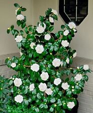 Camellia japonica white for sale  SOUTHAMPTON