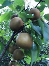 Asian pear cutting for sale  Huntington