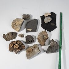 fossiliensammlung gebraucht kaufen  Hameln