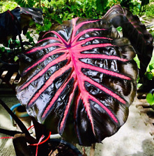 Used, Colocasia Black Lava esculenta species RARE New HB Elephant ear + Phyto Cert for sale  Shipping to South Africa