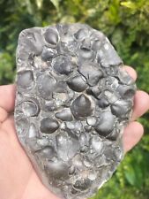 Bivalve multi ammonite for sale  REDCAR