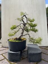 bonsai trees for sale  EASTLEIGH