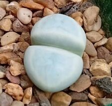 lithops for sale  CHESTER