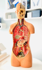 Anatomie modell torso gebraucht kaufen  Dresden