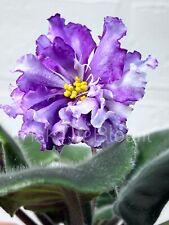 African violet plant for sale  Navarre