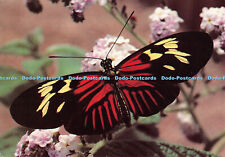 Used, D069482 The Postman. Heliconius melpomone for sale  Shipping to South Africa