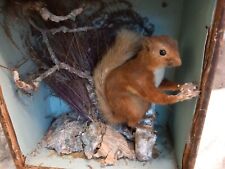 Taxidermy red squirrel for sale  ESHER