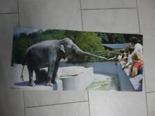 Tierposter indischer elefant gebraucht kaufen  Deutschland