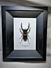 giant stag beetle for sale  Emporia
