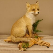 Fuchs junger rotfuchs gebraucht kaufen  Nagel