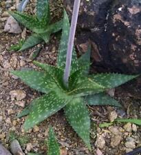 Jucunda hybrid succulent for sale  Scottsdale