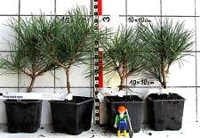 Pinus nigra ssp gebraucht kaufen  Bad Bergzabern