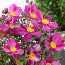 Japanese anemone red for sale  TYWYN