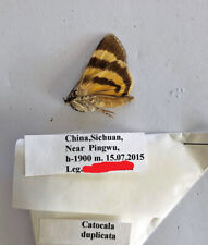 Noctuidae CATOCALA DUPLICATA****male****China for sale  Shipping to South Africa