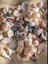 Sea shells beach for sale  DARTFORD