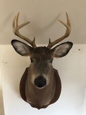 Nice taxidermy deer for sale  East Meadow