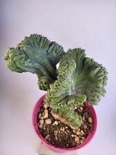 myrtillocactus for sale  Shipping to South Africa