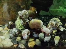 Ramshorn snails live for sale  Toledo
