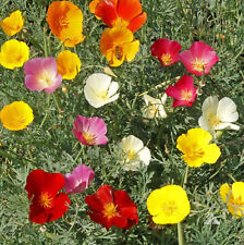 Californian poppy mix for sale  ST. HELENS