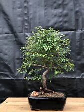 Elegant chinese elm for sale  Patchogue