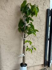 Grafted fino jete for sale  Carlsbad