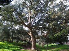 trees oak cork for sale  Concord