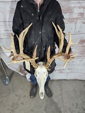Big point whitetail for sale  Knoxville