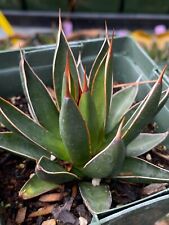 Agave ocahui live for sale  Golden Valley