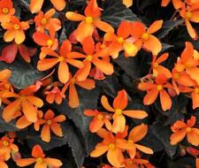 Begonia glowing embers for sale  UK