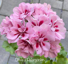 Used, Pelargonie Geranie Olivia's Maristella (Zonartic Hybrid) for sale  Shipping to South Africa