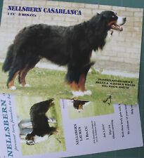 Bernese mountain dog for sale  HOLYWELL