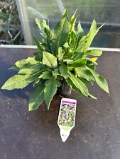 Knautia macedonica herbaceous for sale  GLOUCESTER