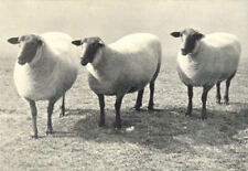 Sheep. suffolk ewes for sale  LONDON