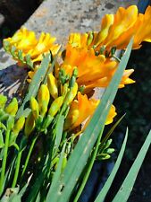 Fresie con fiore usato  Supersano