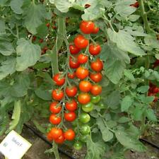 Tomato sakura finest for sale  SALISBURY