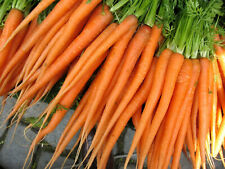 Tender sweet carrot for sale  Berwyn