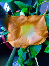 extra rare BRUGMANSIA   " MOBISU "- bigger  plant  /roots sytsem is shipped/ for sale  Shipping to South Africa