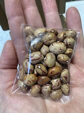 Rosecoco borlotti bean for sale  SPALDING